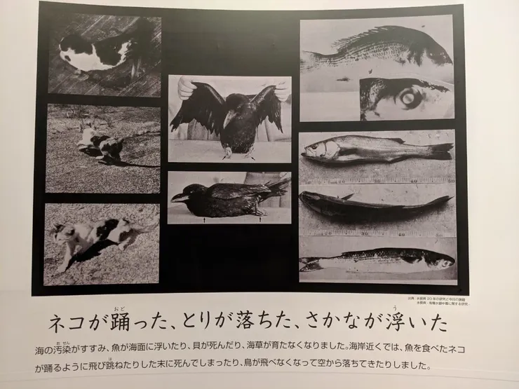 1950年代，日本水俁市出現大量貓、鳥類、魚貝類異常死屍。