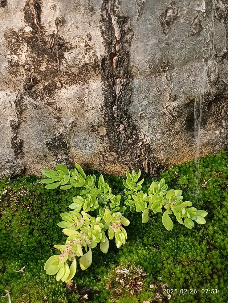 草葉苔蘚共歡睡