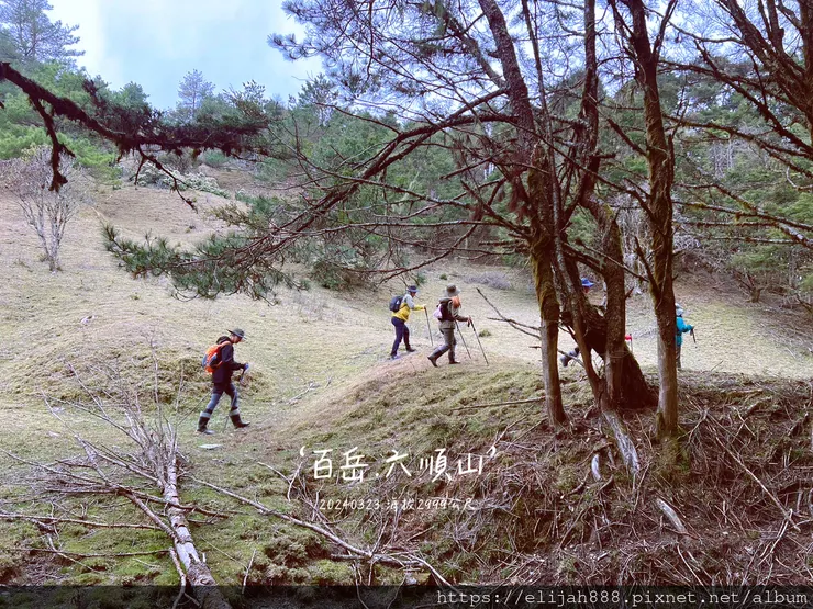 【丹大林道.六順山.七彩湖】六順山.海拔3009公尺/波波草
