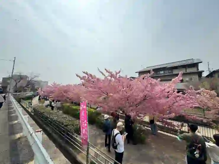 步行約10分鐘, 即可抵達淀川沿岸的河津櫻