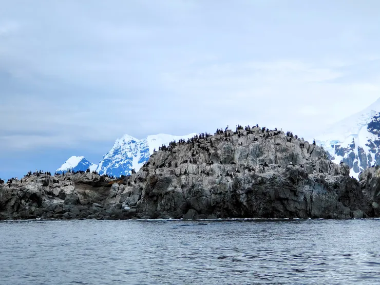 滿坑滿谷的信天翁。這次，總算看到，但差一點誤以為是企鵝。