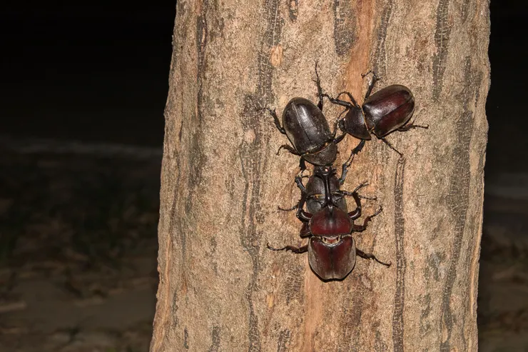 © liushengyu 的觀察紀錄