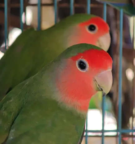 可愛的桃臉牡丹鸚鹉（俗稱小鸚）在繁體中文環境中通常被稱為「小鸚」或「情侶鸚鵡」