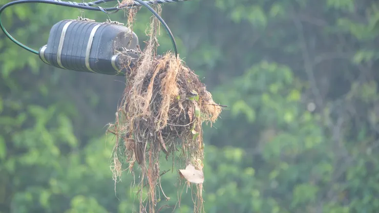 闊嘴鳥的巢別具美感