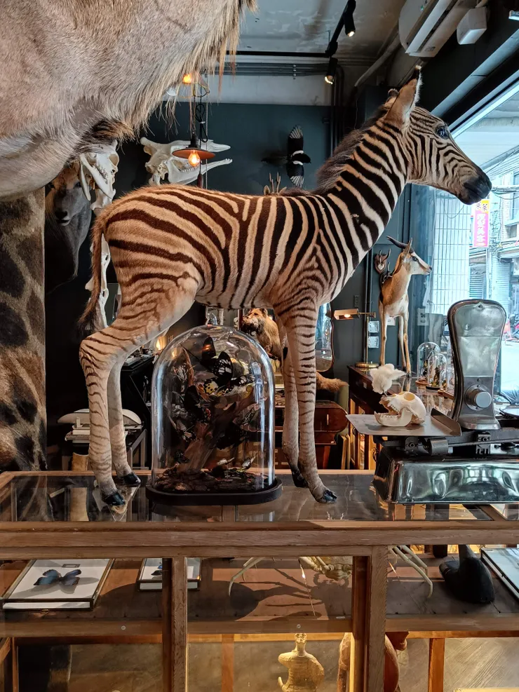 店內滿滿的各式動物標本