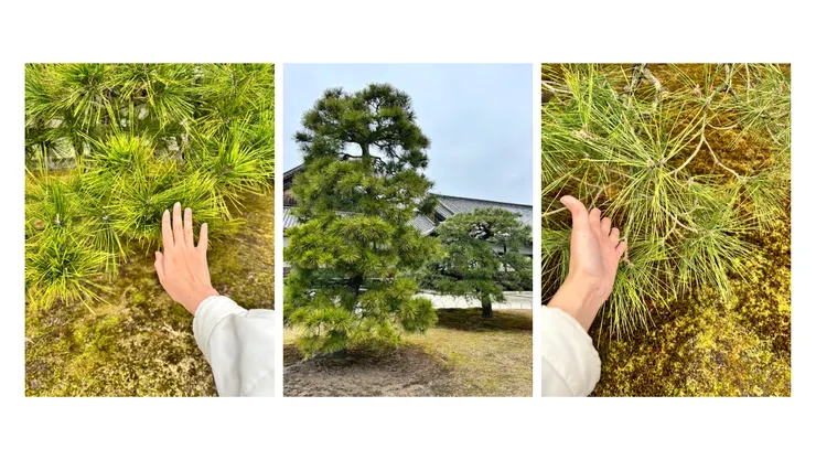 柔軟的赤松葉、尖硬的黑松葉。