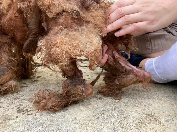 腳上厚厚的毛，不知何時開始割傷了後腳跟