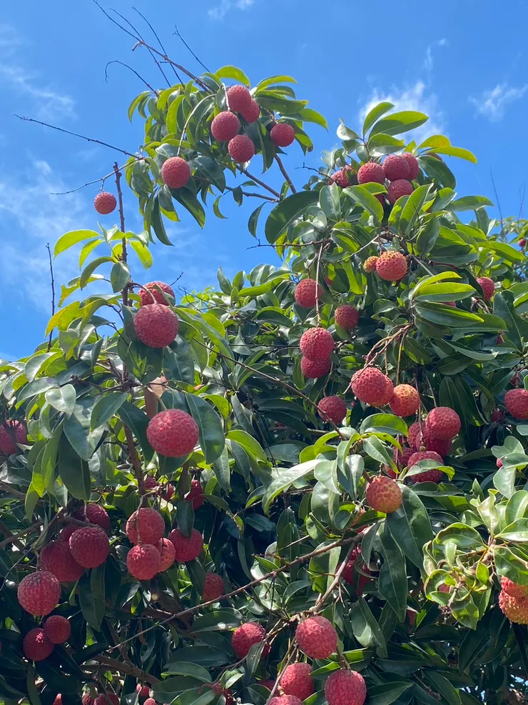 藍天、鮮紅色果實、茂密的綠葉，怎麼拍都美，樹的部分啦 XDD