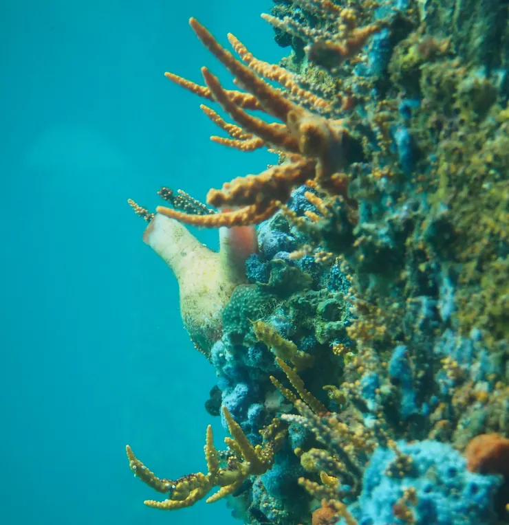 觀景窗觀察海洋生態