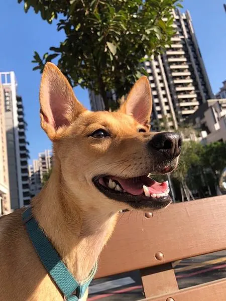 【手沖咖啡】TiARA cafe 自選自烘的咖啡豆開箱 衣索