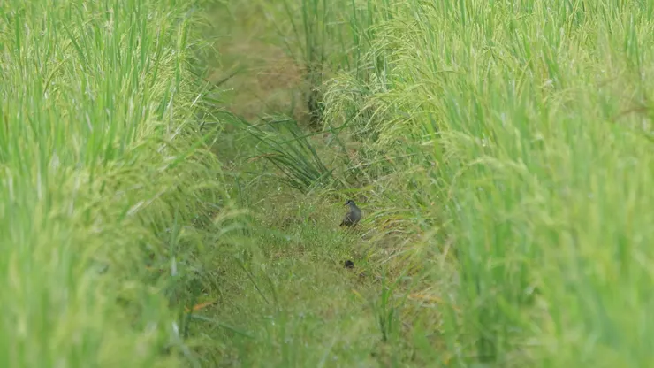 白眉秧雞 White-browed crake