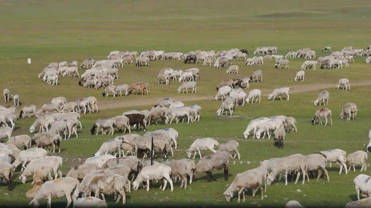 旅途中看到的🐏多不勝數呢！不愧是草原地方