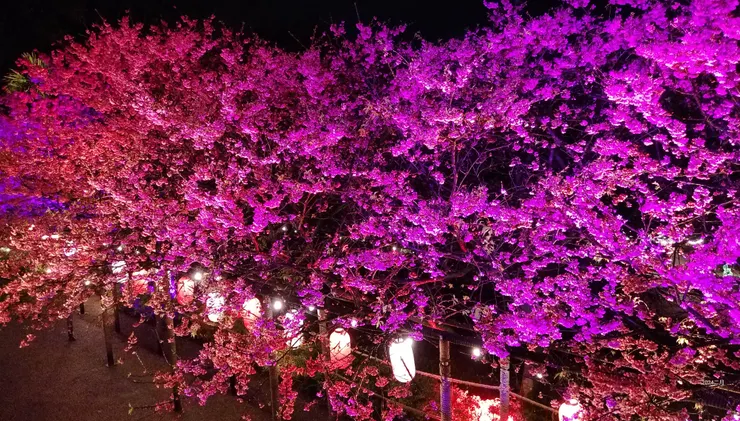 奼紫嫣紅夜夜櫻