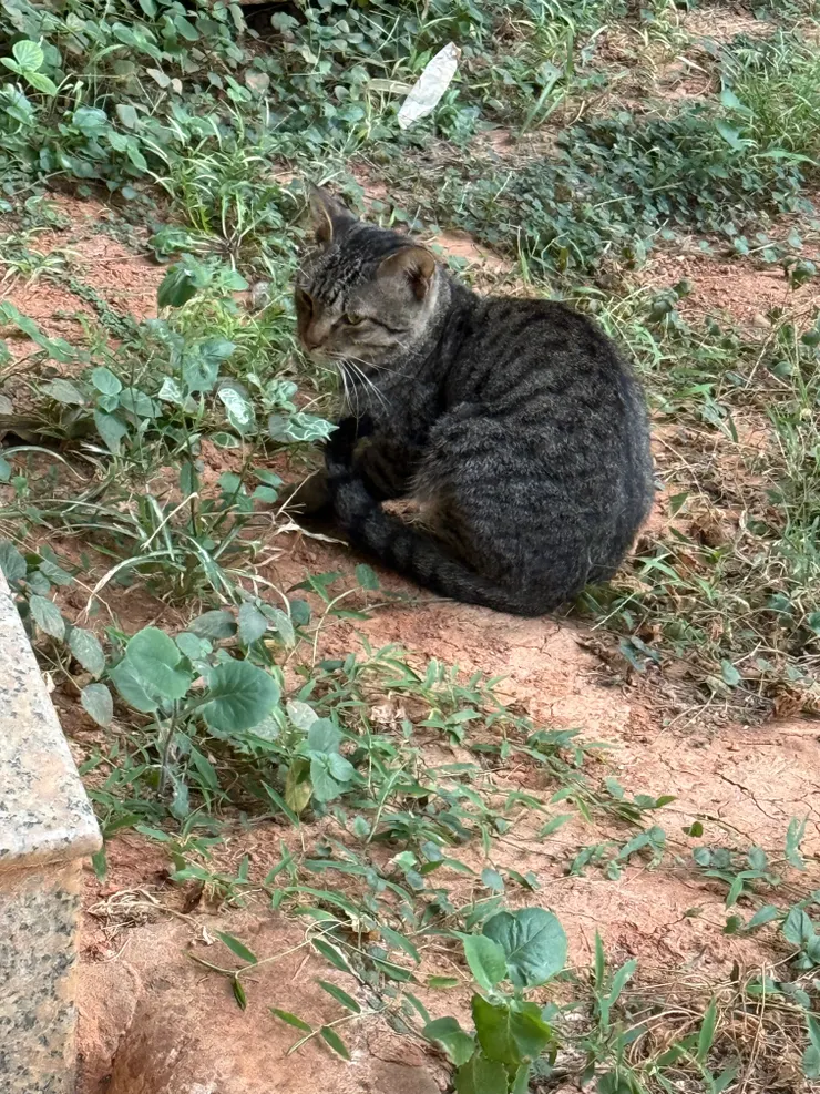 2025/10/09 下班看到的貓貓