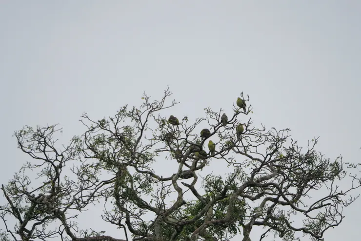 全都是Ceylon Green Pigeon