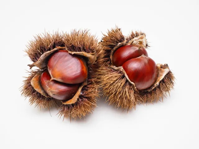 栗子示意圖(圖源PhotoAC)