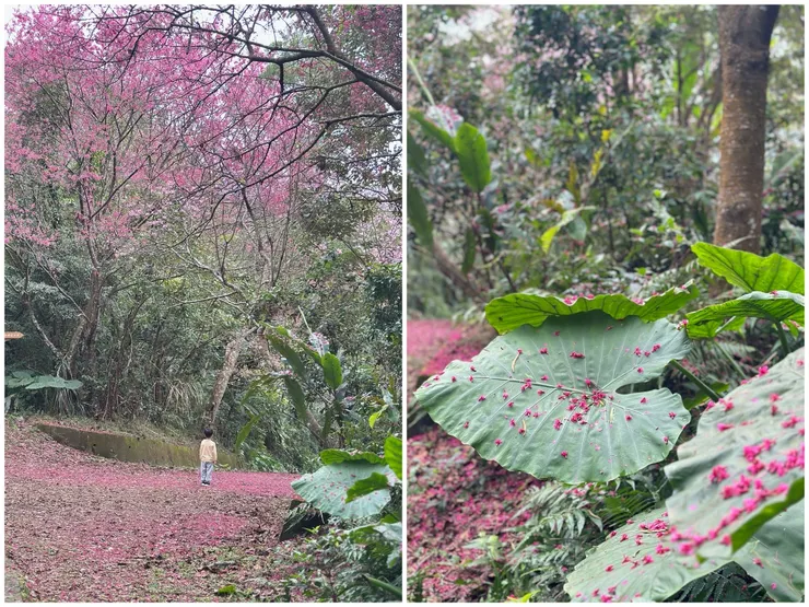 就在登山步道和櫻花步道交接處，才找到最美的櫻花地毯