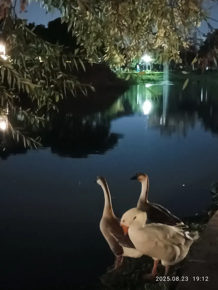 華燈初上，自拍攝