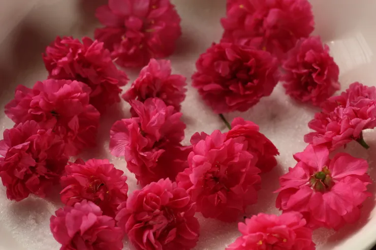 用八重櫻來做鹽漬櫻花