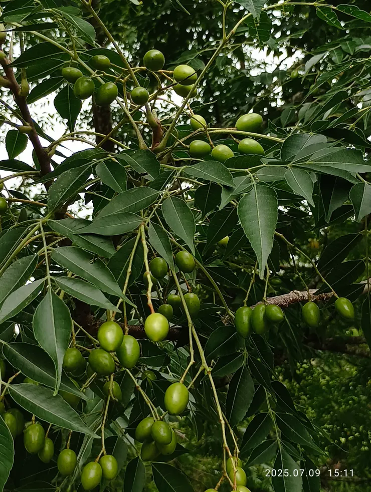 苦楝果結，自拍攝