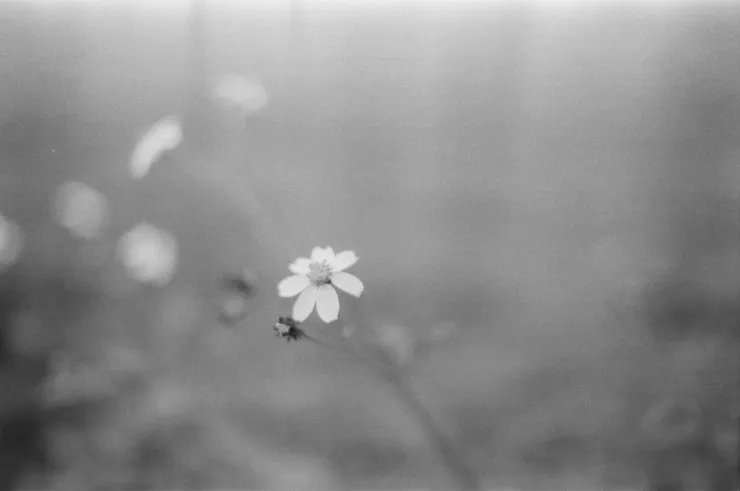 fm2 & flim shot by Emma @ 花蓮，台灣。