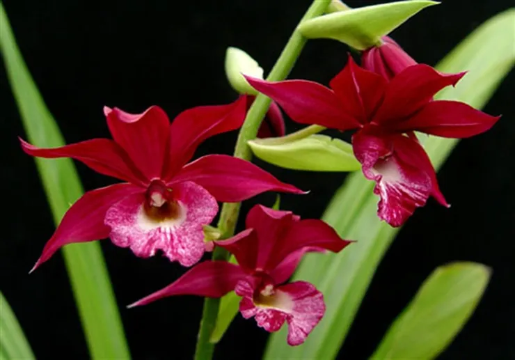 鶴頂蘭Phaius tankervilleae，一朵祥瑞之花，有著長壽、吉祥和優雅的象徵
