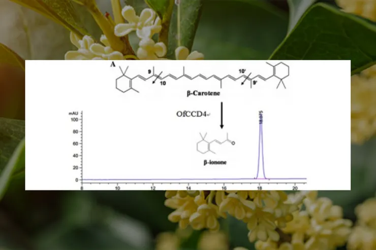 Overexpression and characterization of CCD4 from Osmanthus fragrans and β-ionone biosynthesis from β-carotene in vitro