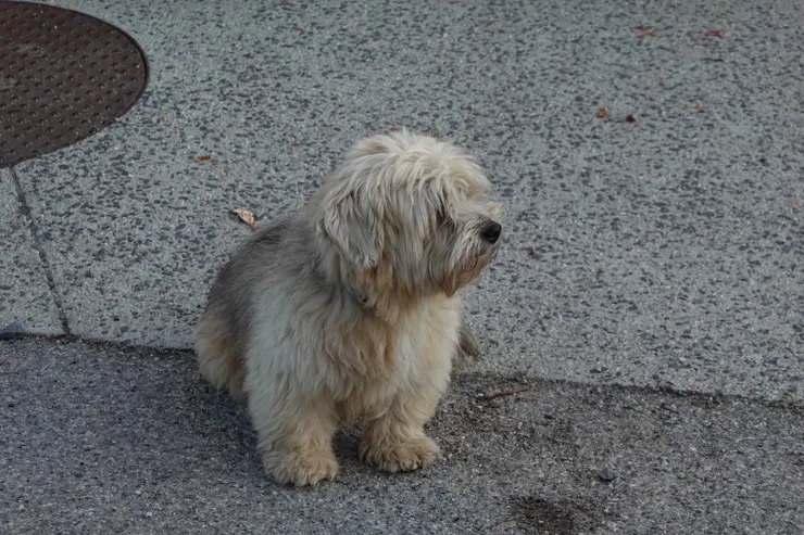 我好愛這隻小狗的瀏海