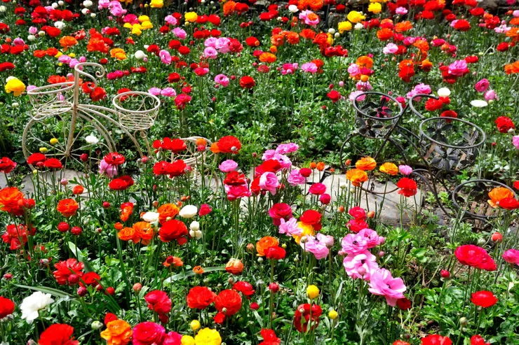 【溫帶花卉區的陸蓮,也有夾雜些白頭翁。】