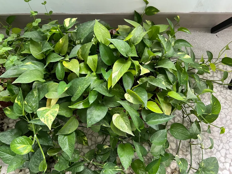 黃金葛。照片由作者拍攝。