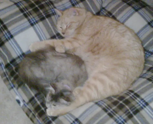 原以為無法與其他貓共處的小鬆，對貓妹妹小櫻異常的溫柔體貼（兩隻差五歲）。