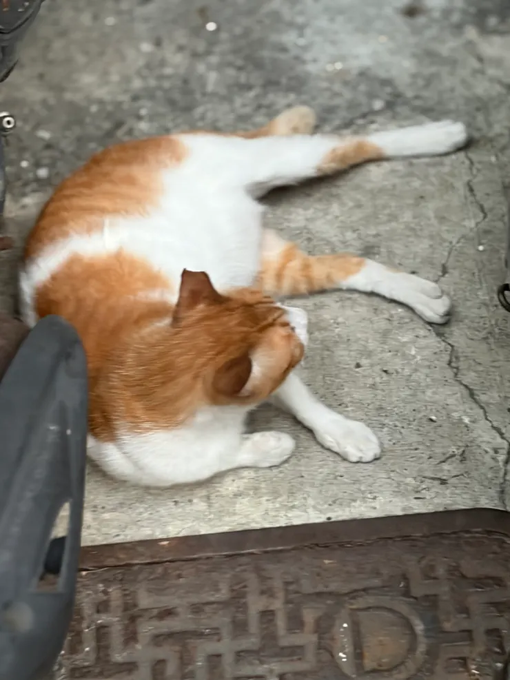 我跟橘子還在撐｜牠吃飽後，沒有離開