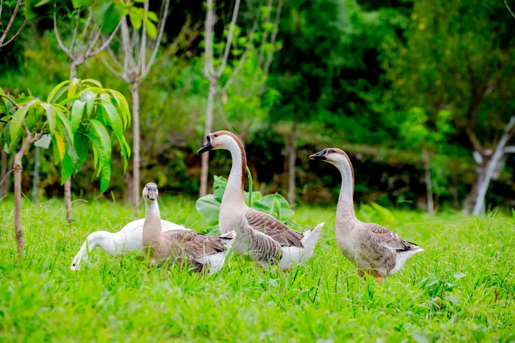 老闆娘甚至還養了鵝