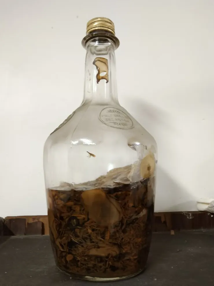 超過60年以海馬加中藥的藥酒，如今海馬都被泡爛了