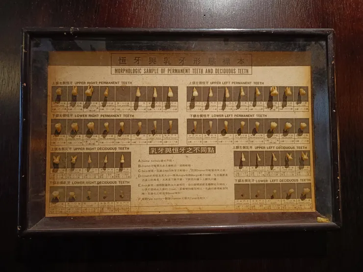 最近剛去拔牙，看到這個標本特別有感