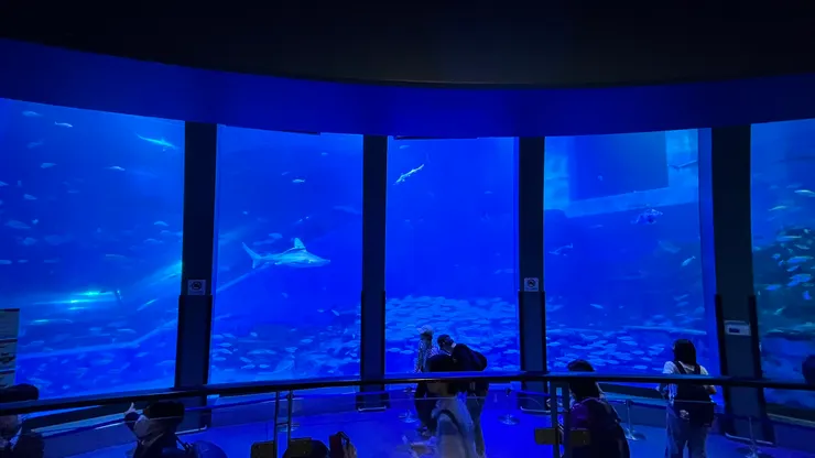 真的會想停下來看魚游泳。