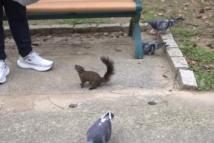 小松鼠!!你被我們包圍了!!