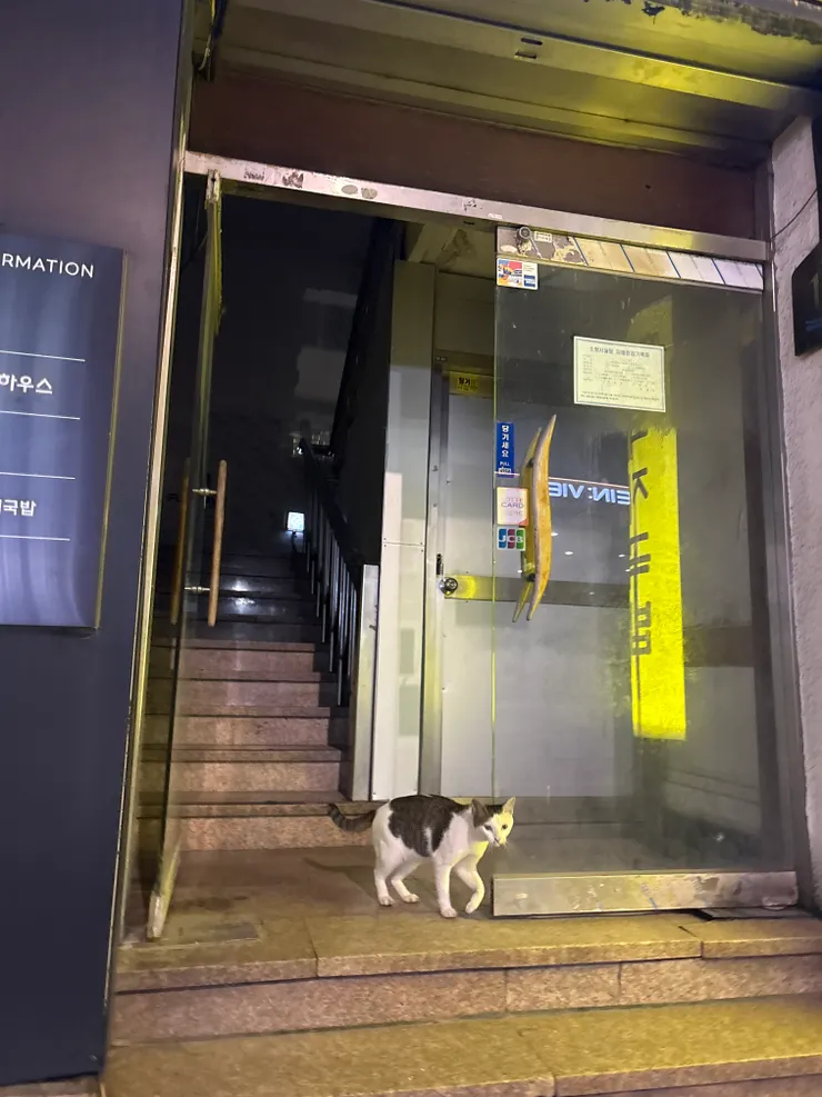 第一晚看見的貓 在guesthouse樓下駐守