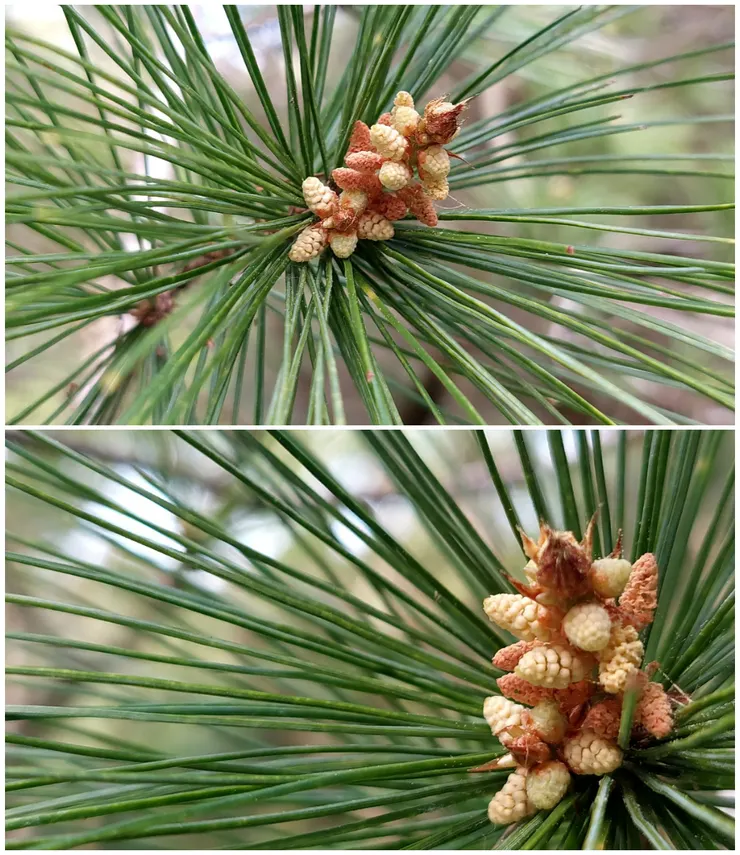 平地的黑松花期已過，山林裡的五葉松才要悠悠吐蕊