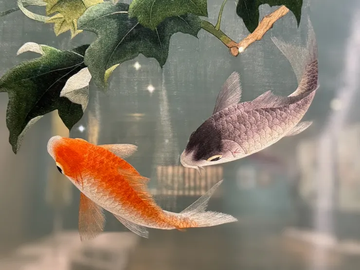 芙蓉鯉魚＜北漂。長住拍攝＞