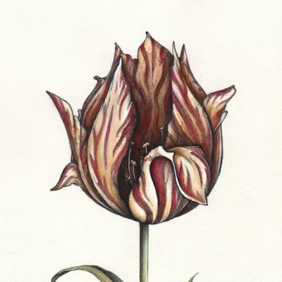 國際之聲 International voice的沙龍