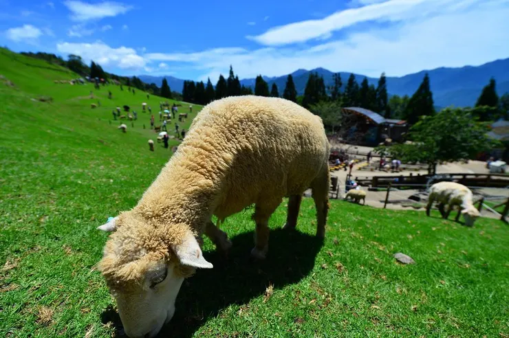 翻攝自清境社區