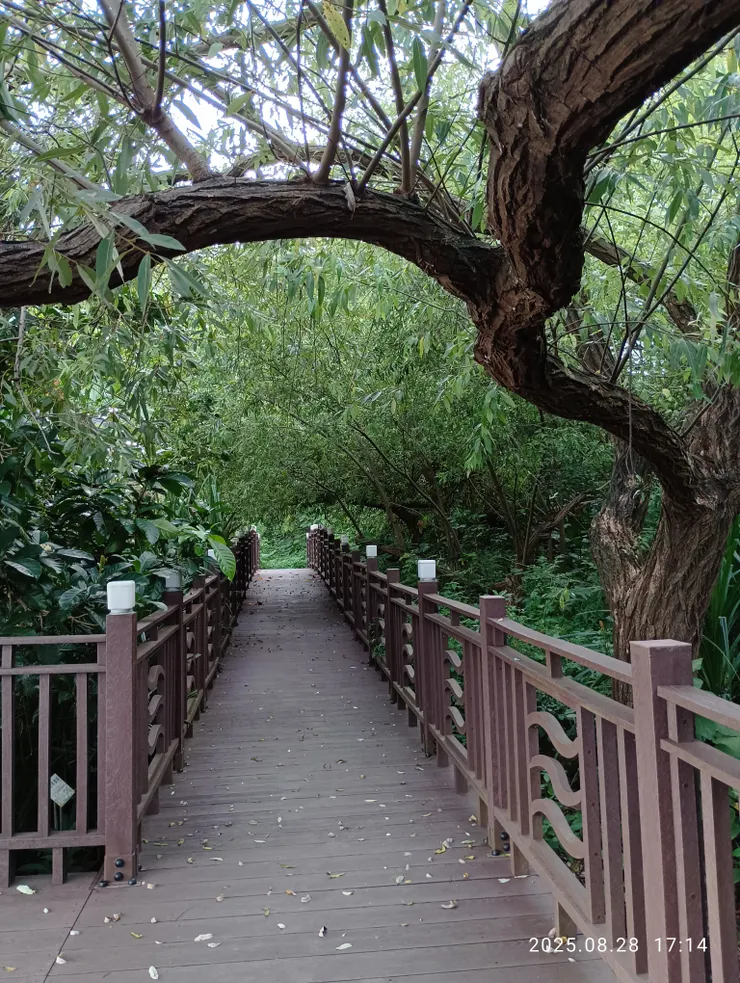 竹橋無人空折柳（水柳）