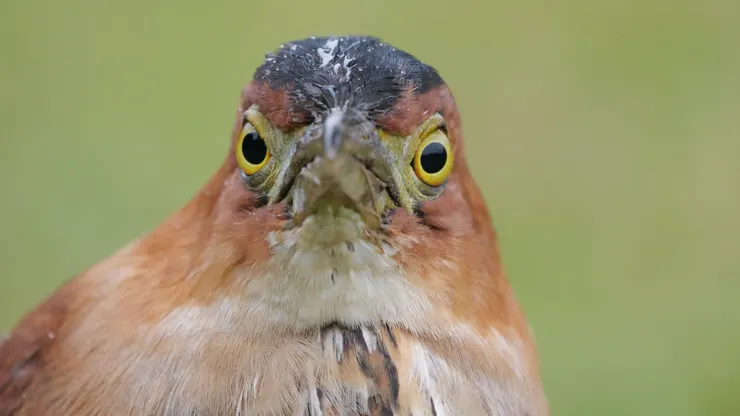 黃色裸皮是地瓜雌鳥