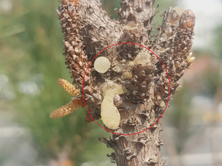 感覺像是松脂跟花粉的混合物