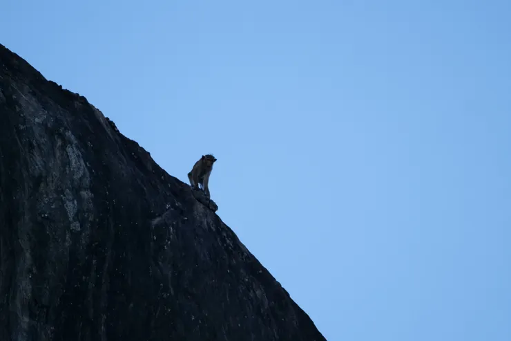 隨處可見的斯里蘭卡獼猴
