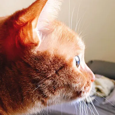 Coach Edward's 事件視界