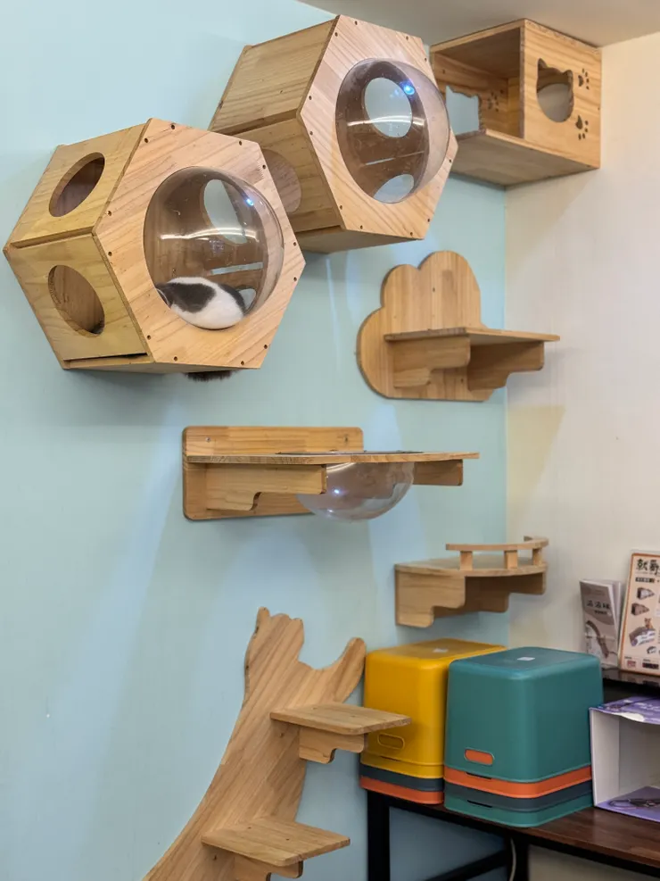 牆壁跳台區藏著一隻貓