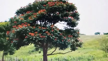 [異國美食]義大利的健康飲食聖塔麗塔橄欖油，特級冷壓初榨橄欖