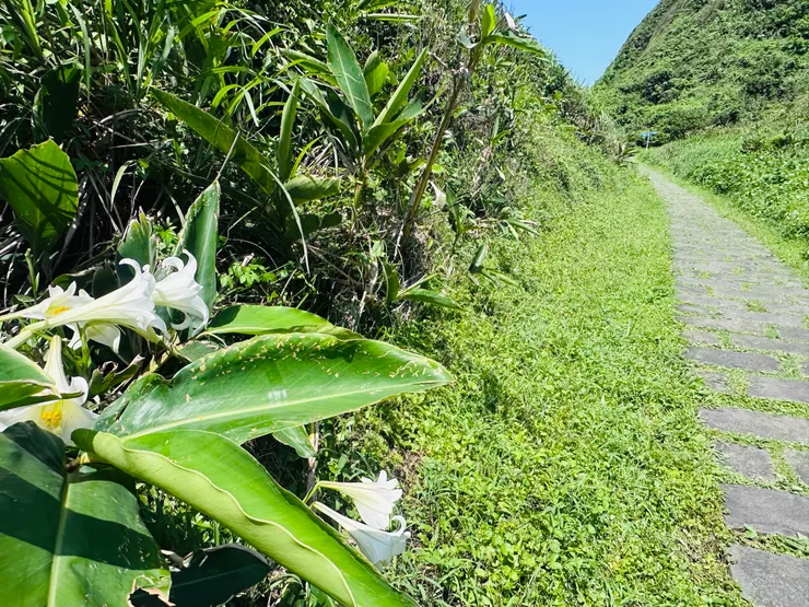 步道裡的百合花